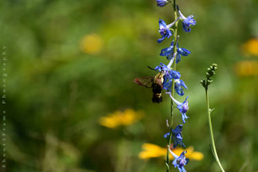 Bumblebird or Hummingbee?