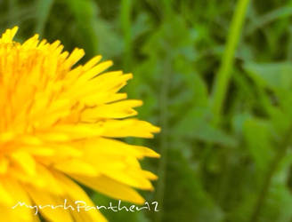 Dandelion