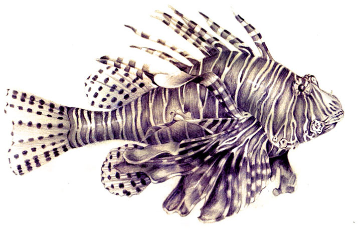 LION FISH