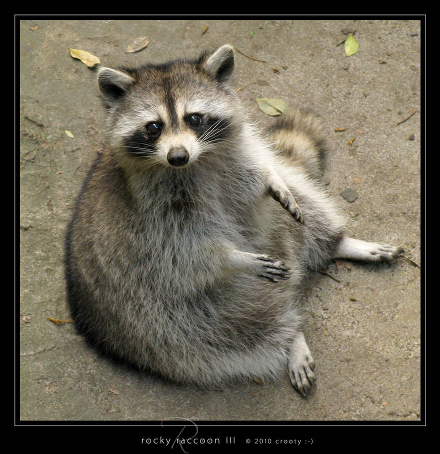 Racky Rackon Rocky Raccoon III by Crooty on DeviantArt