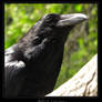 Raven by Crooty on DeviantArt