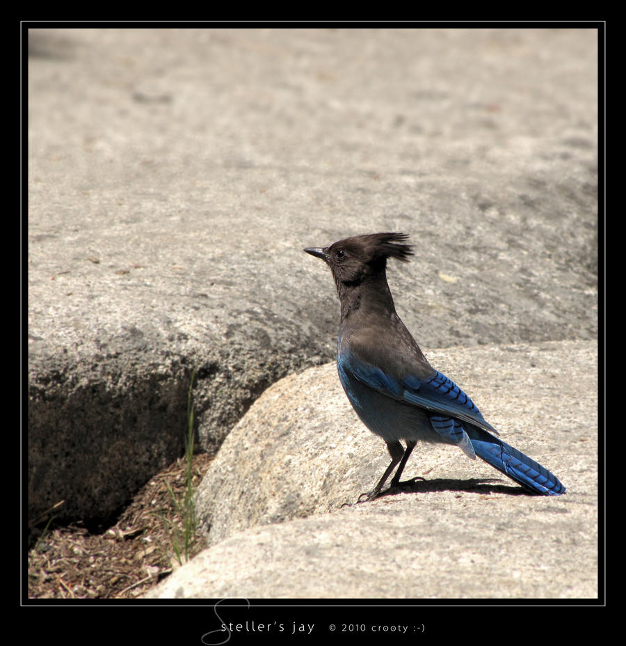 Steller's Jay