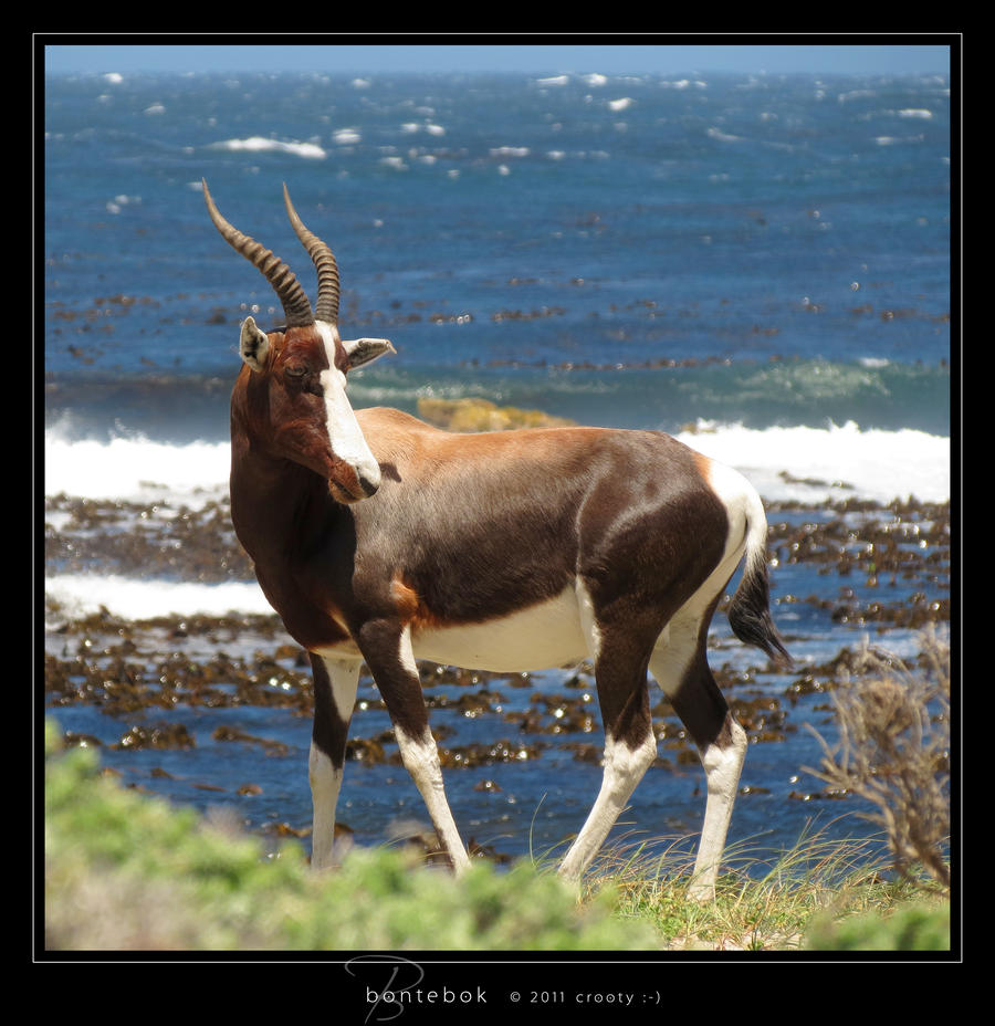 Bontebok