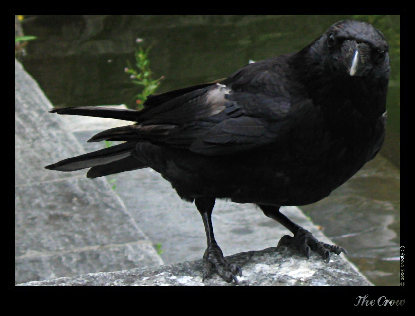 The Crow