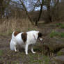 A dog by the creek