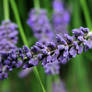 Soft Lavender