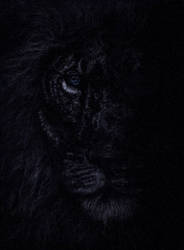 Blue-Eyed Lion - Black and White Series #4