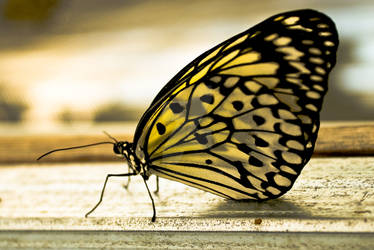 The Chiffon Butterfly