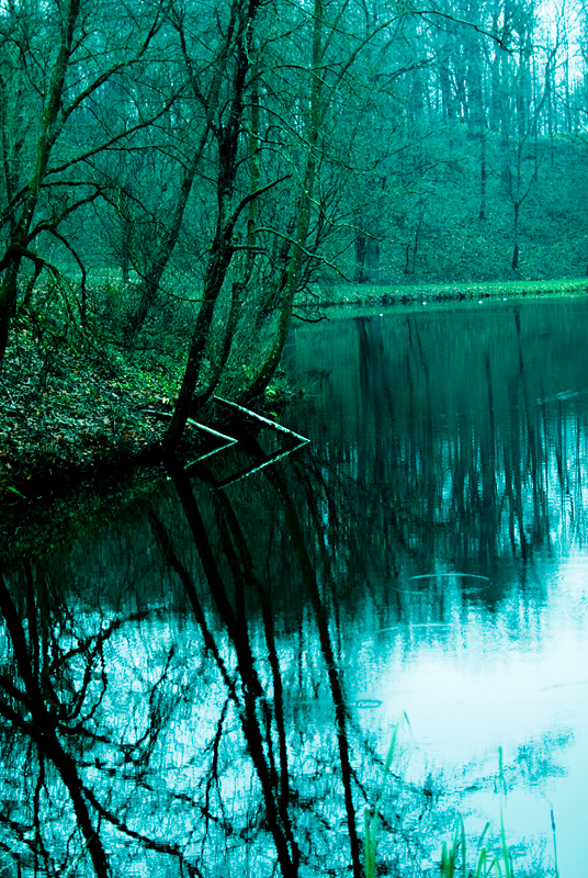 In the forest