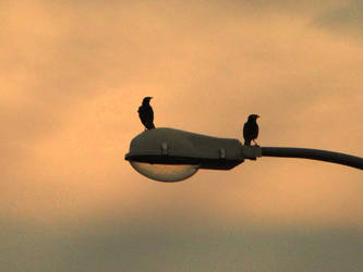 Birds On A Lamp Post