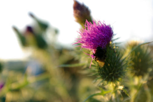 Bumblebee and thistle 2