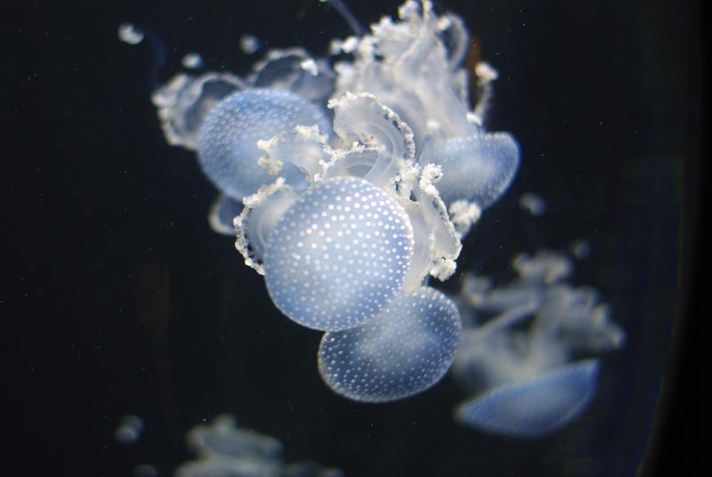 White-spotted jellyfish