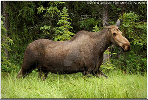 Denali Moose