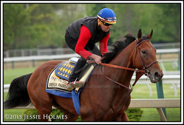 American Pharoah at Pimlico