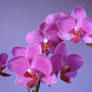 Moth Orchid 2