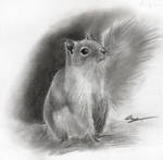 Sketch: Squirrel 01 by axcelia