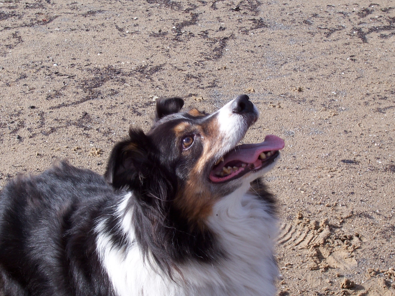 Sam on the Beach