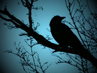 Crow Silhoutte 3