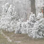 Frosty Little Trees