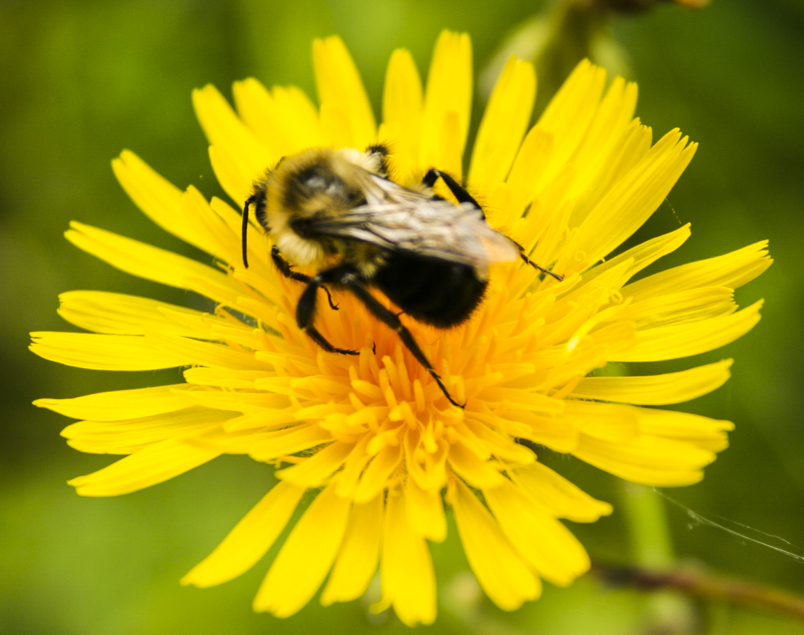 Bumble on a Dandy