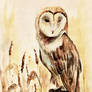 Barn Owl