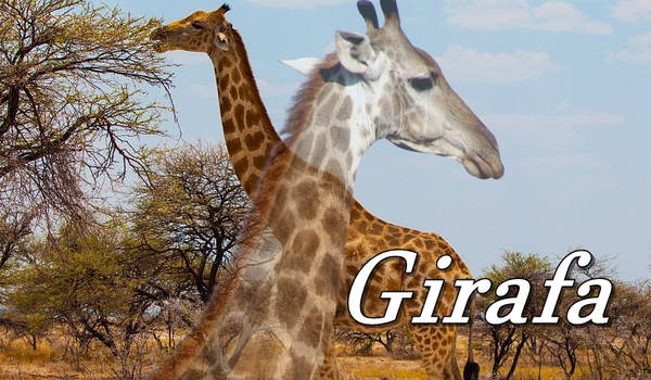 Girafa66