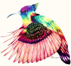 A quite unusual hummingbird