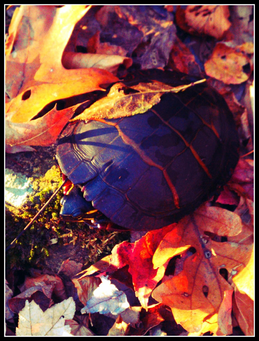 Turtle in the Fall