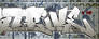 Strike Graf - Birdy 3000