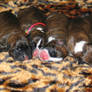 Boxer puppies only hours old