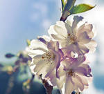 Cherry Blossom by myspeedofdark