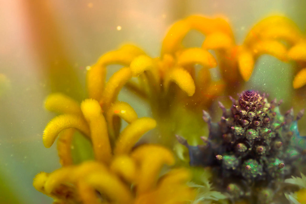 MacroArtefacts - 02 - Flower