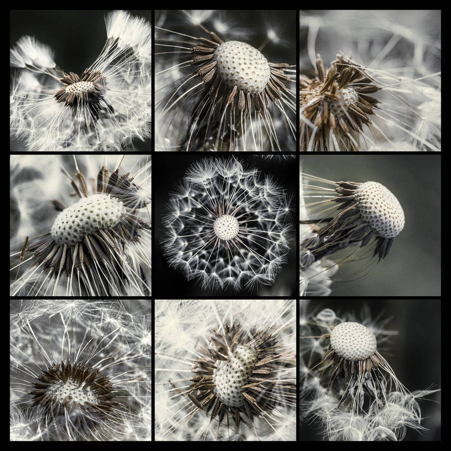 Dandelions by ChaoticAtmospheres Dandelions by ChaoticAtmospheres