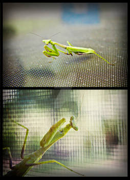 Praying Mantis