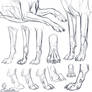 Study: Canine forepaws