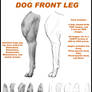 Turn Around: Dog front leg