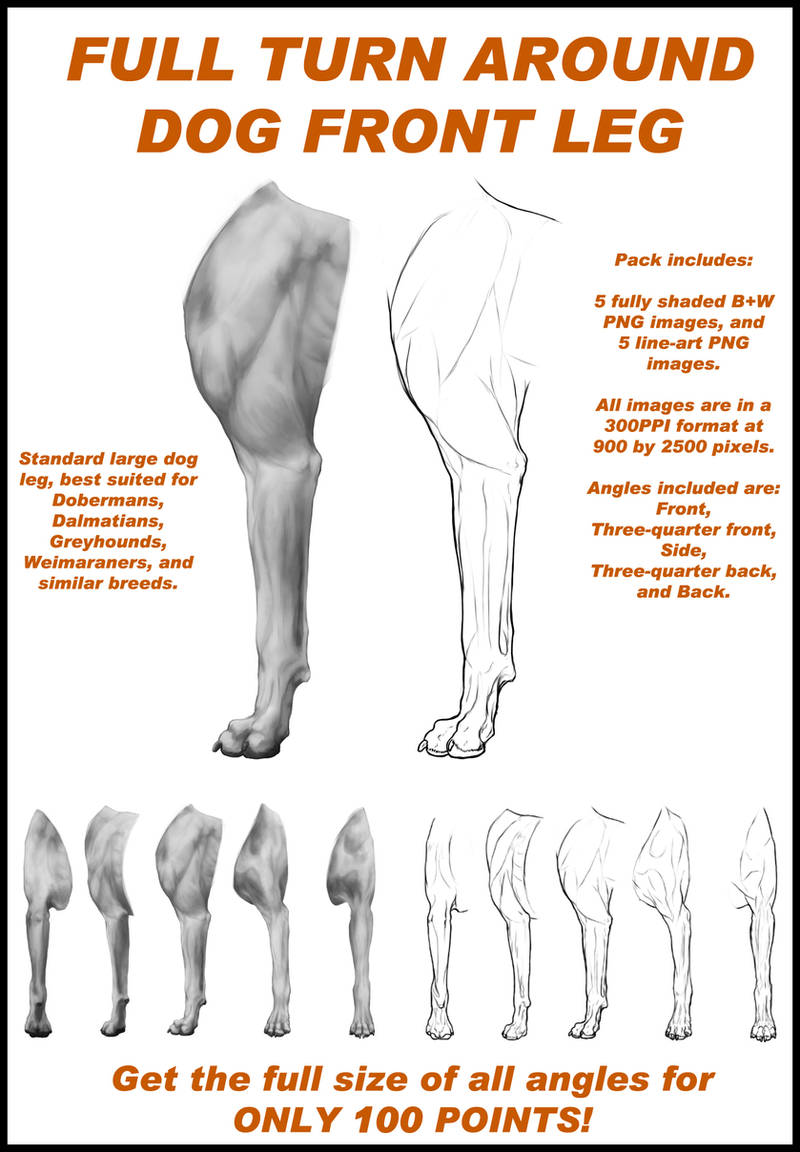 Turn Around: Dog front leg by CobraVenom