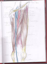 Medio-frontal view of a leg
