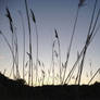 Tall reeds at sunset in Delaware horizon