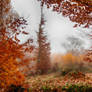 misty autumn