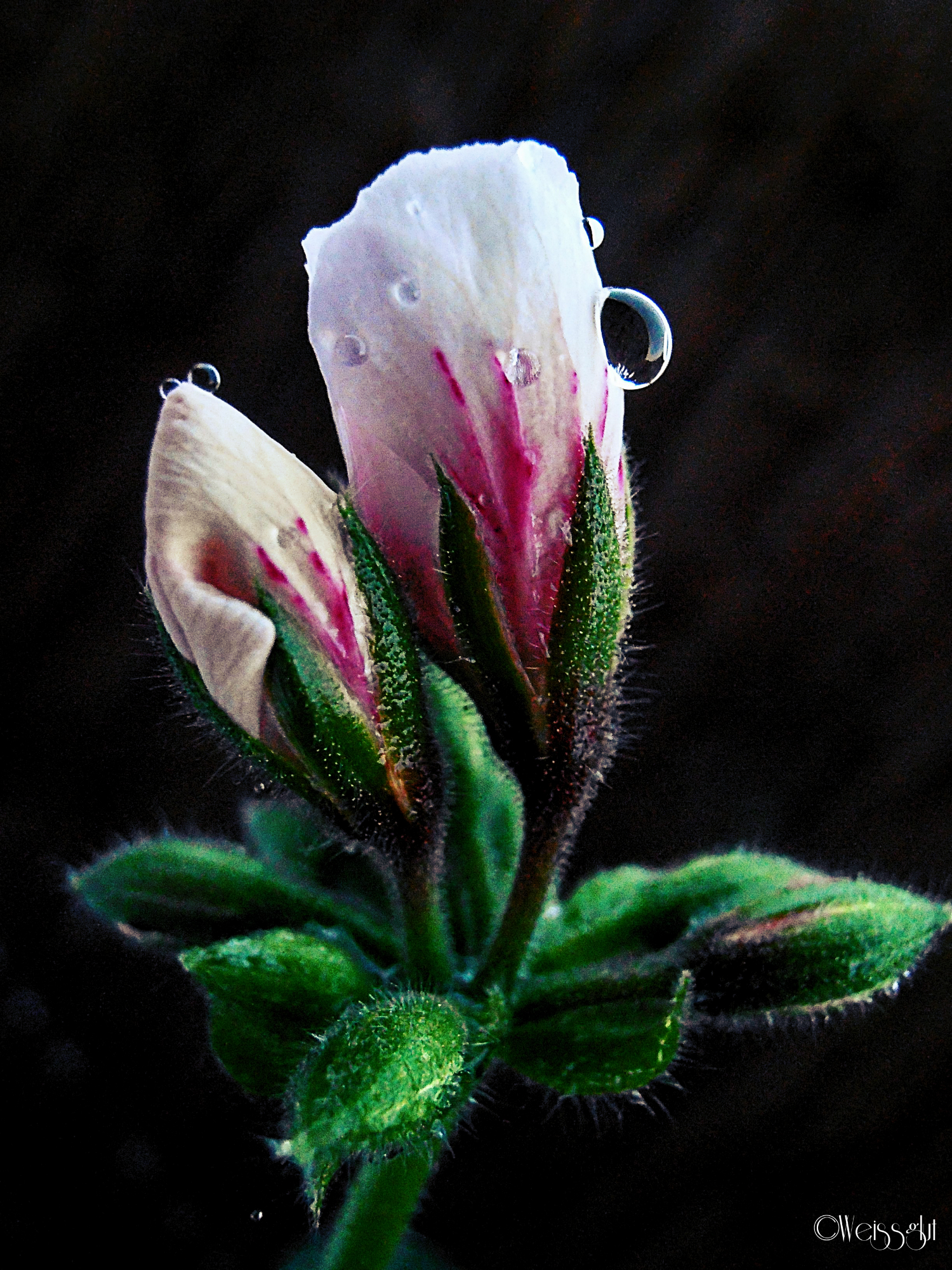 Pelargonium