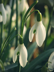 Galanthus