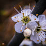 Plum Blossoms