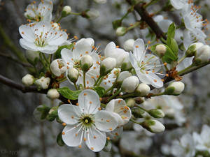 Plum Blossoms