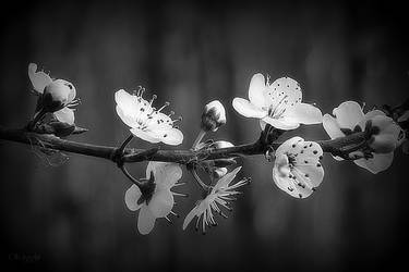 Blooming Branch by Weissglut