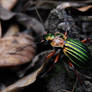 Carabus Auratus