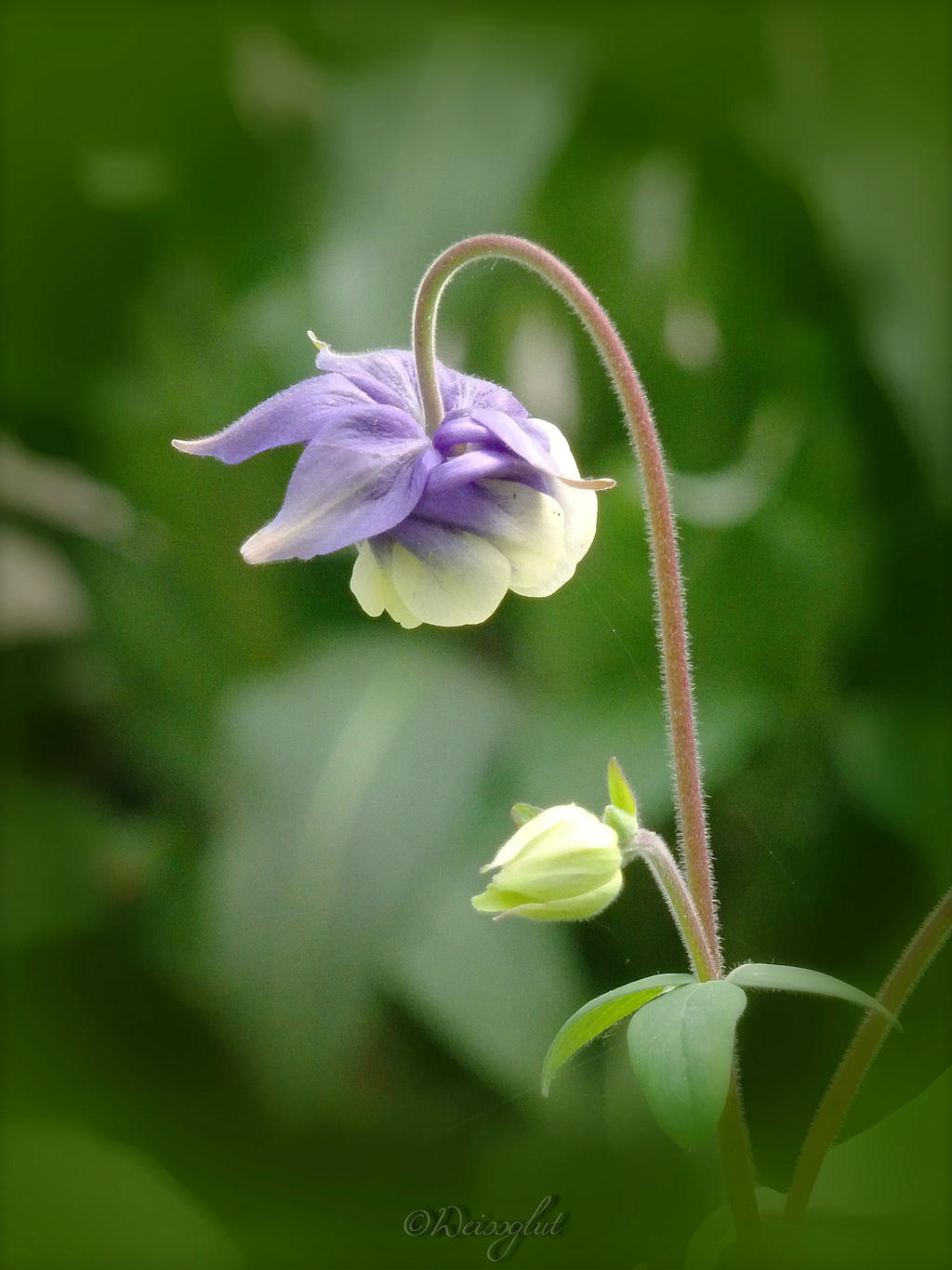 Granny's Bonnet