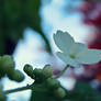 Hydrangea Petiolaris