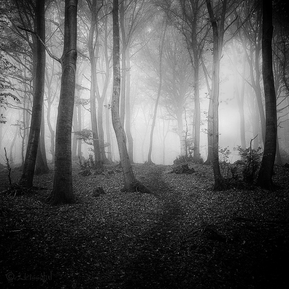 Hallways Of Enchanted Trees