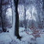 Snow Forest